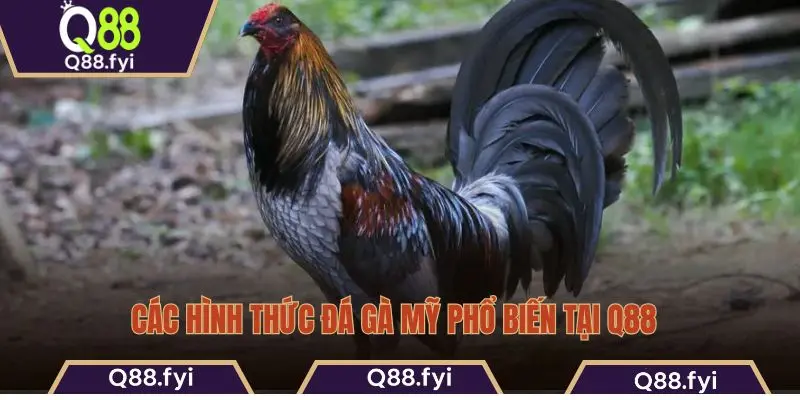 Các hình thức đá gà Mỹ phổ biến tại Q88