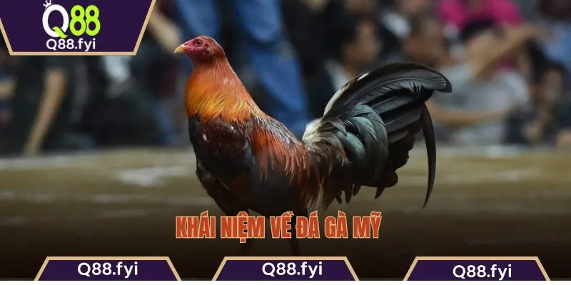 Khái niệm về đá gà Mỹ