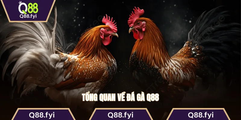 Tổng quan về đá gà Q88
