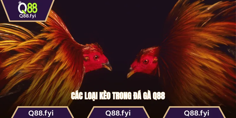 Các loại kèo trong đá gà Q88