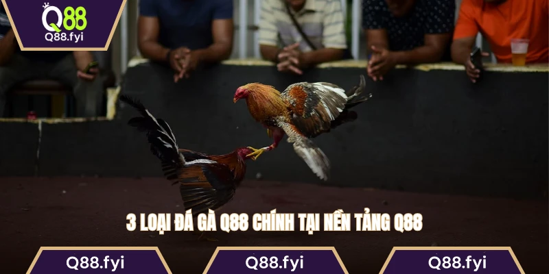 3 loại đá gà Q88 chính tại nền tảng Q88