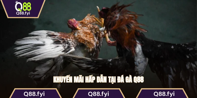 Khuyến mãi hấp dẫn tại đá gà Q88