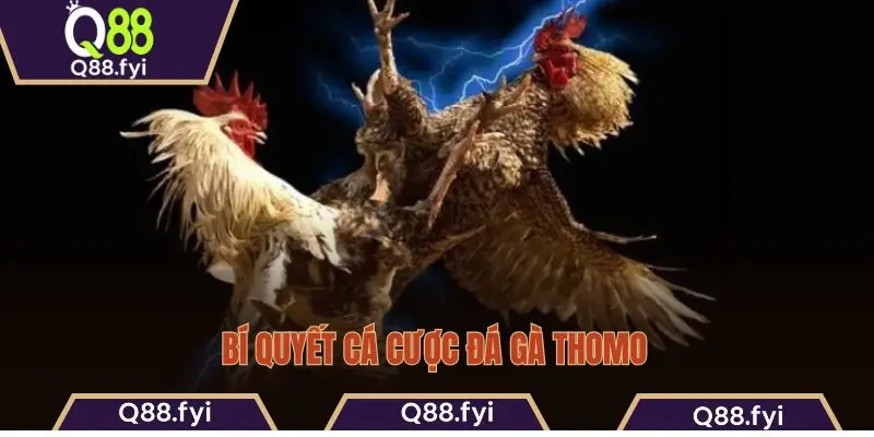 Bí quyết cá cược đá gà Thomo