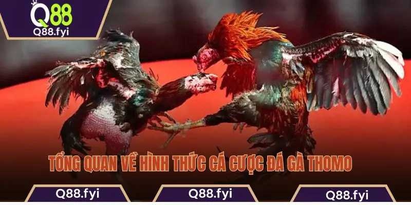 Tổng quan về hình thức cá cược đá gà Thomo