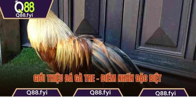 Giới thiệu đá gà tre – Điểm nhấn đặc biệt