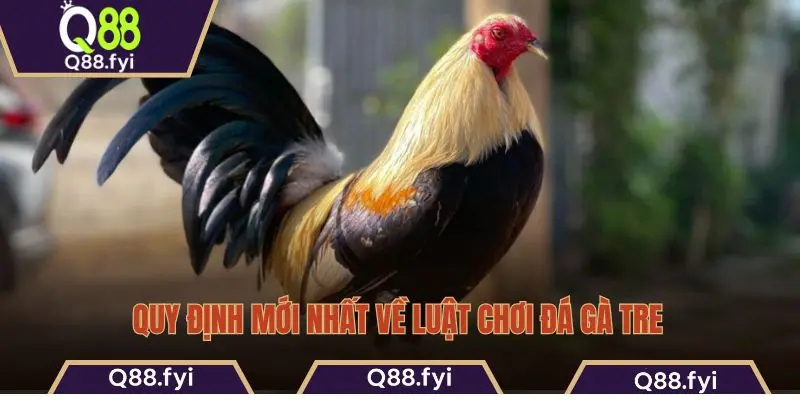 Quy định mới nhất về luật chơi đá gà tre